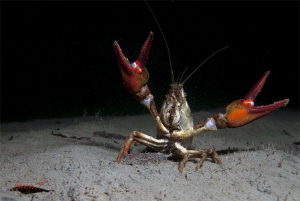 Give me a big big hug.. (noble crayfish, Astacus astacus) by Sven Tramaux 